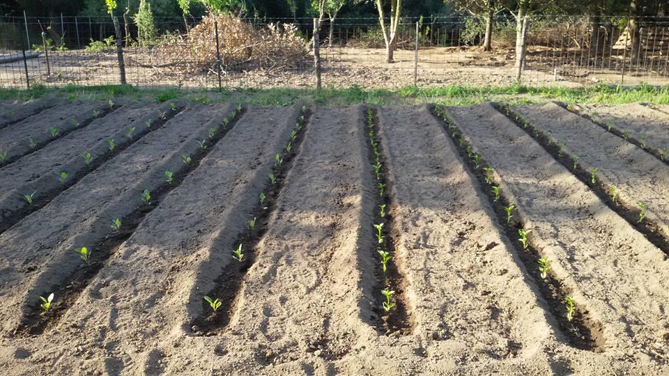 Agriturismo Sa Mendhula Cugnana Dış mekan fotoğraf